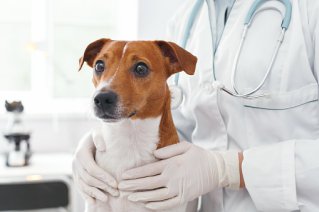 Mobiwatch-desinfection-laboratoire-veterinaire